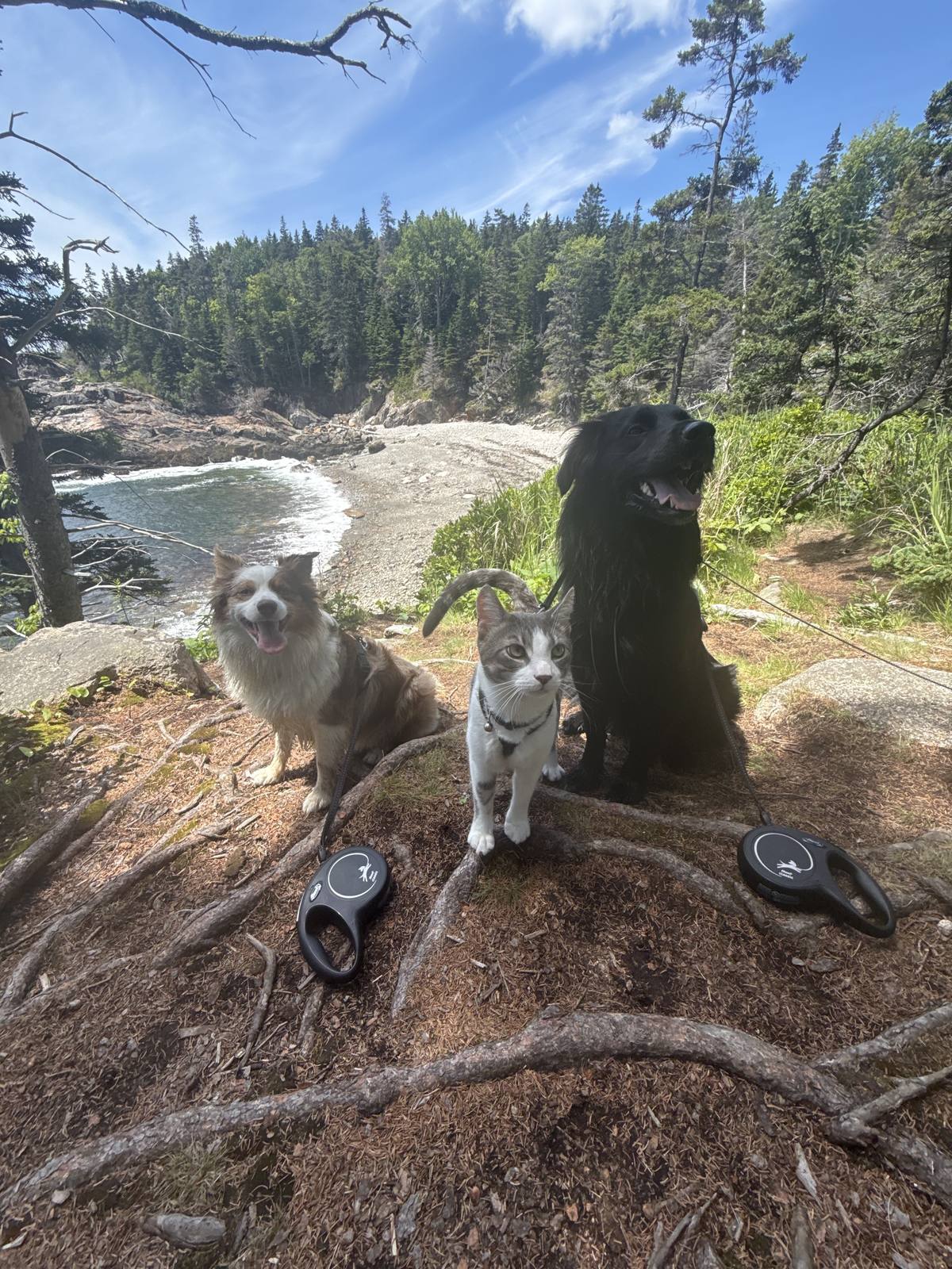 Remi, Spoon and Mio lined up on a bluff above a cove